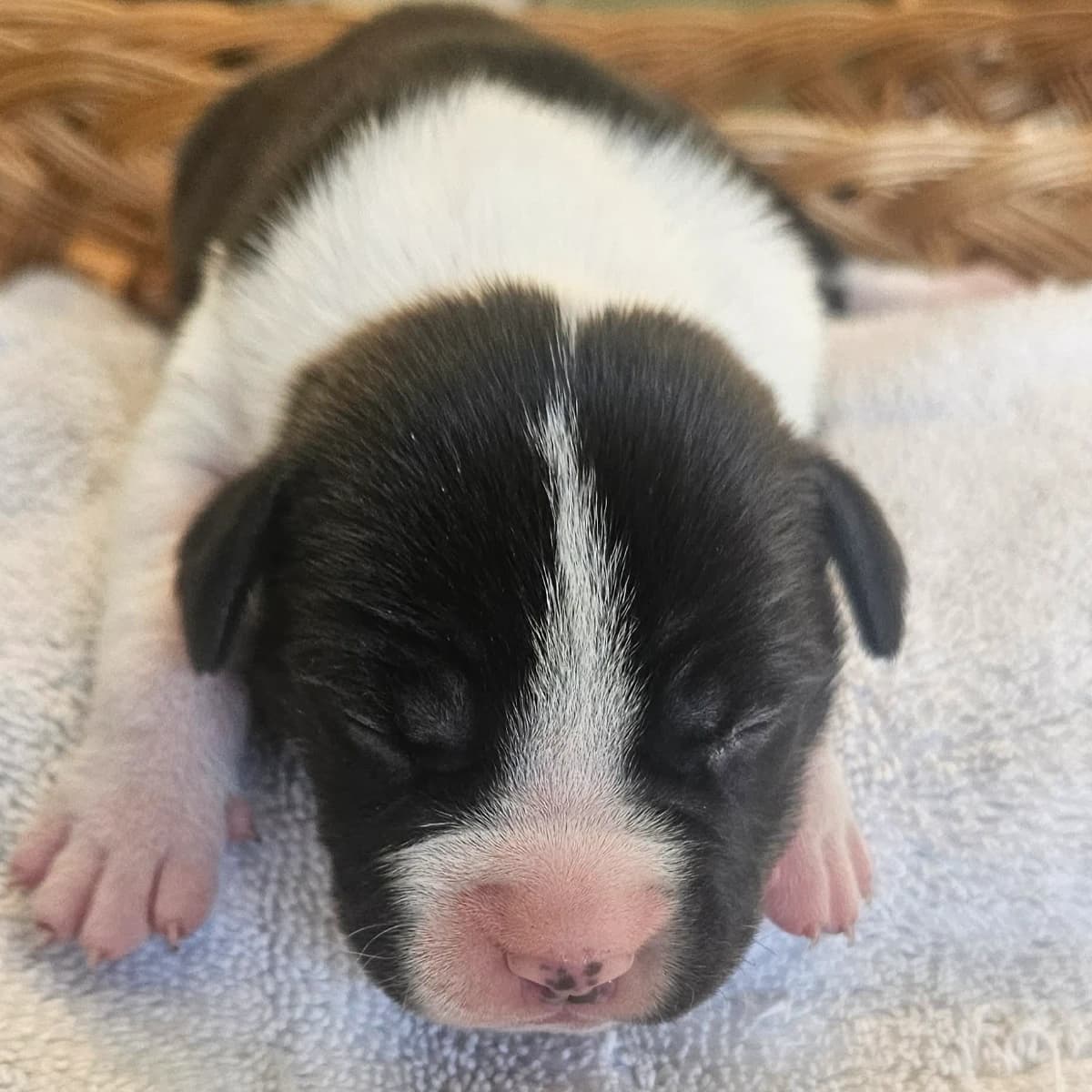 2026 Amstaff Litter - Males