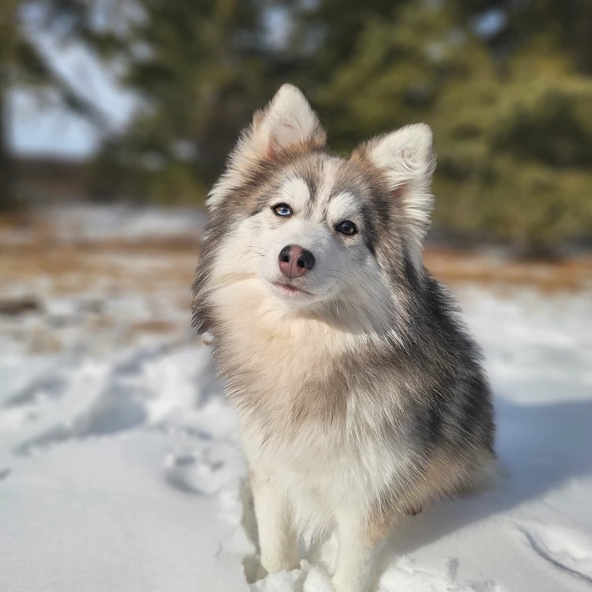 Billy X Tucker mini Pomskies