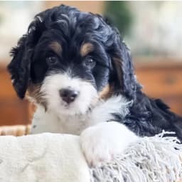 Phoebe x Finnigan — October 2026 litter