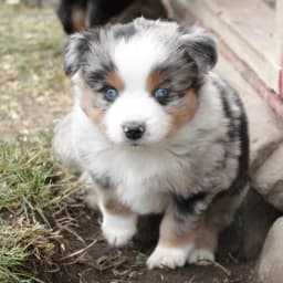 Dior x Dusty Upcoming Litter