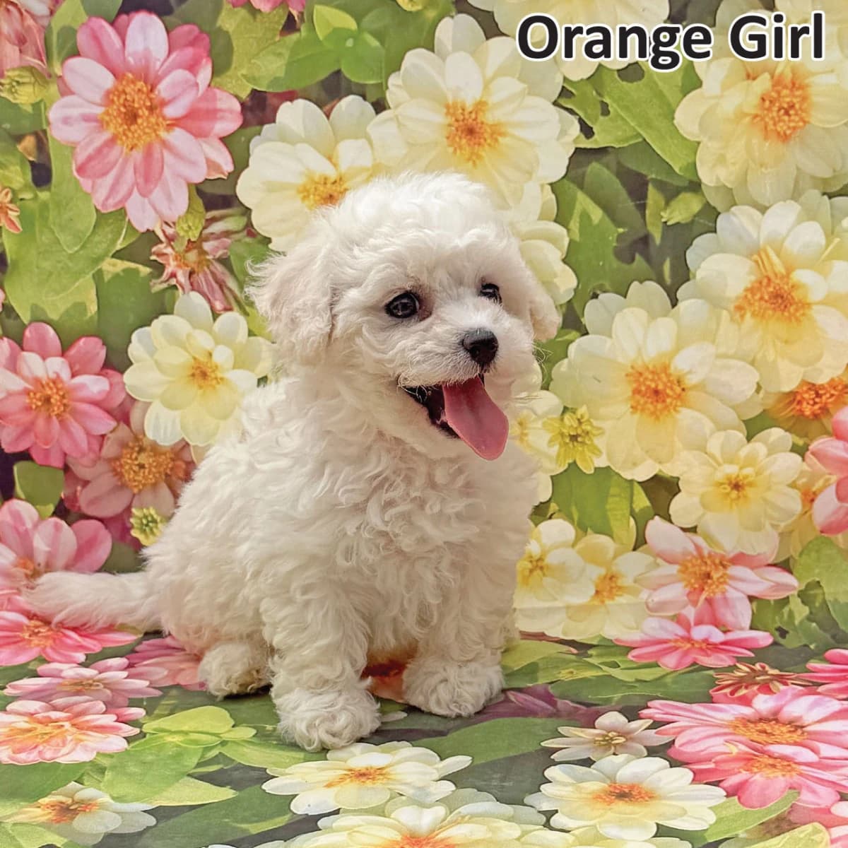 Bichon Frise Puppies Born July 8