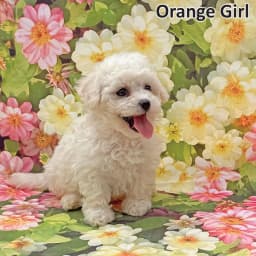 Bichon Frise Puppies Born July 8