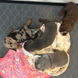 Long Hair Miniature Dachshunds