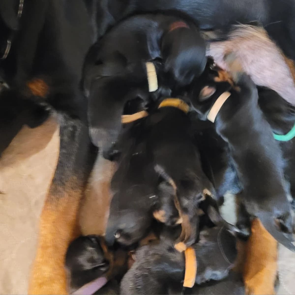 CKC Reg'd Rottweilers