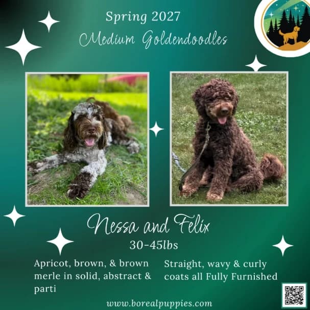 Nessa & Felix - June 2027