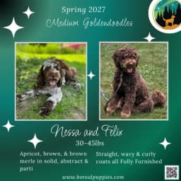 Nessa & Felix - June 2027