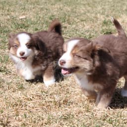 Opal x Dusty Upcoming Litter