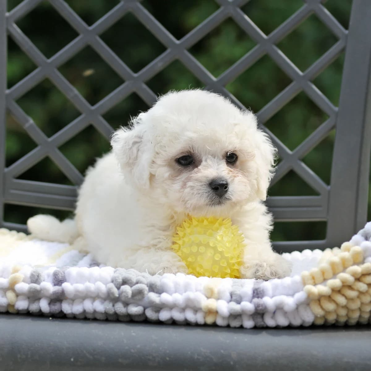 CKC BICHON PUPPIES ON THE WAY!