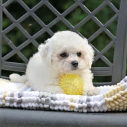 CKC BICHON PUPPIES ON THE WAY!