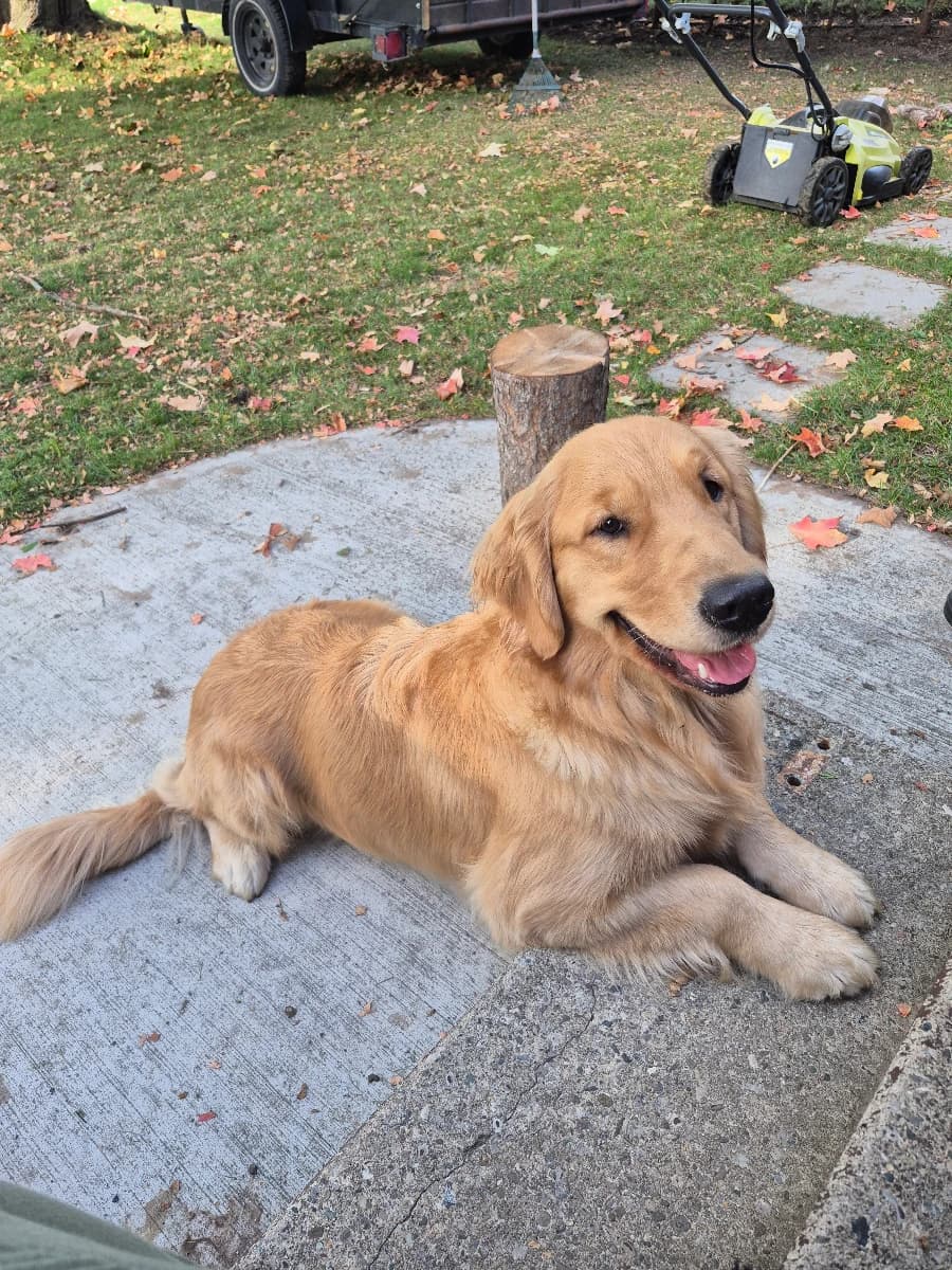 July 2026 Koda's Golden Retriever Waitlist