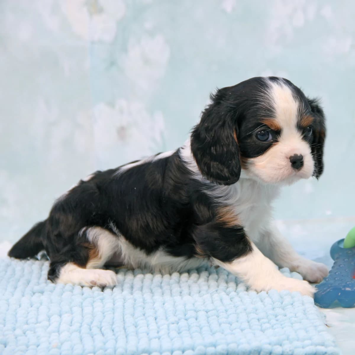 Cavalier Pups Due end of April 2026!