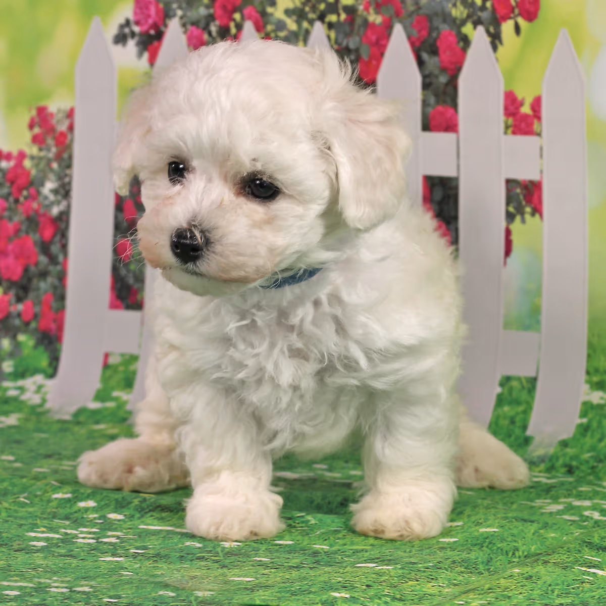 Bichon Frise puppies due mid-June 2026