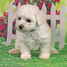Bichon Frise puppies due mid-June 2026