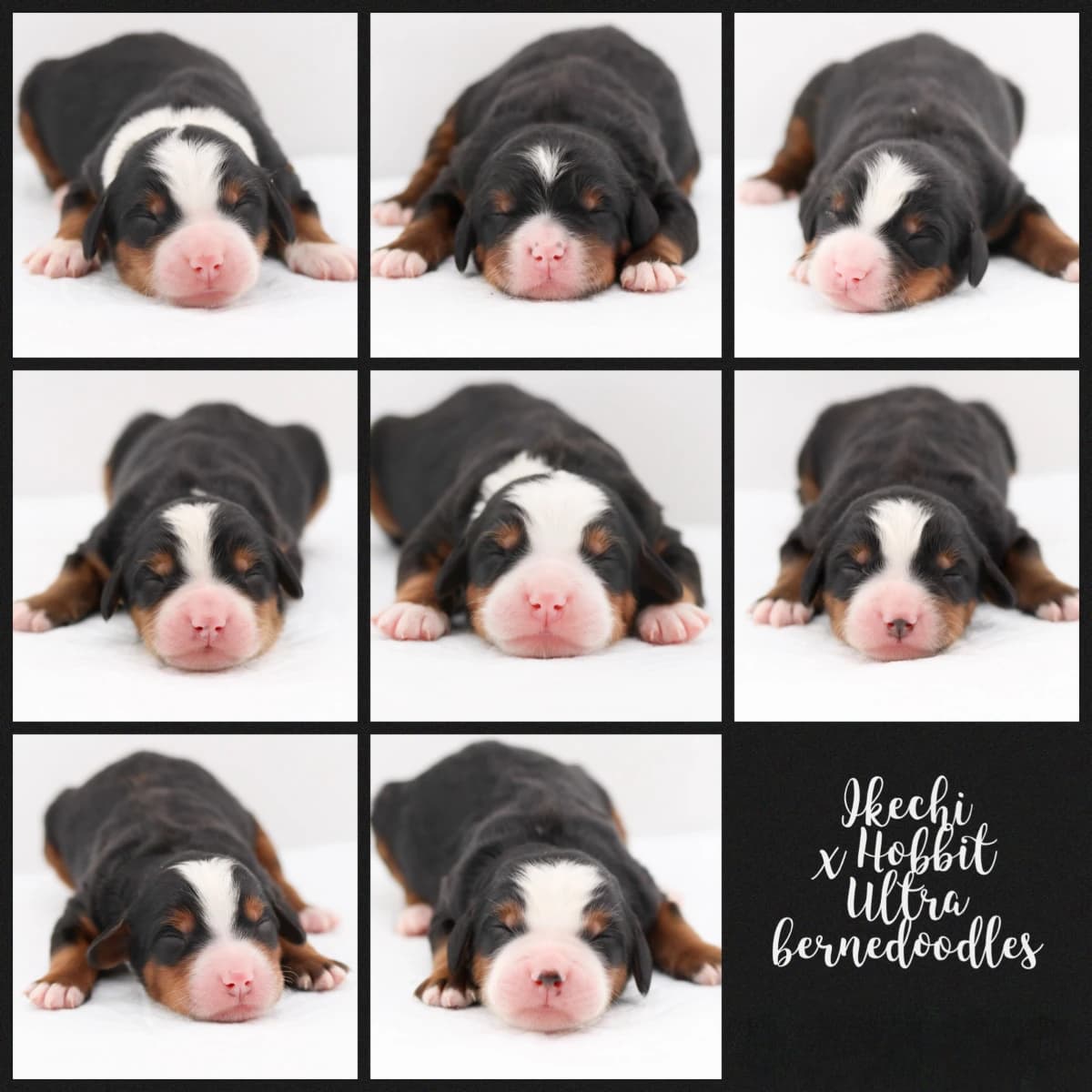 "Ultra" (High Bernese Content) Bernedoodles