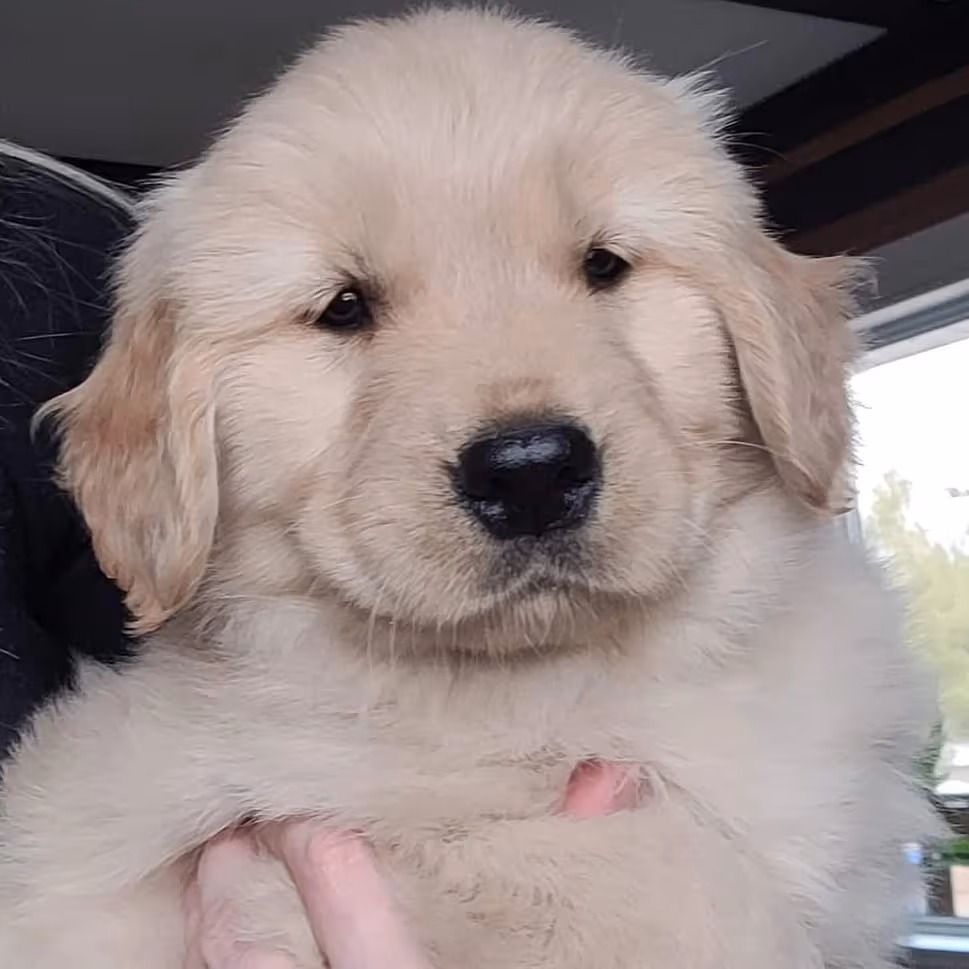 July 2026 Koda's Golden Retriever Waitlist