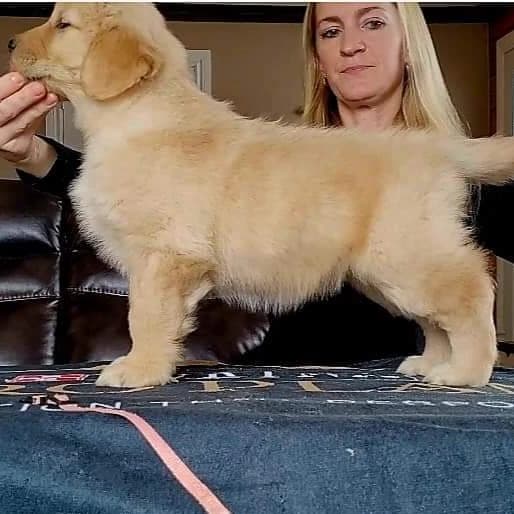 July 2026 Koda's Golden Retriever Waitlist