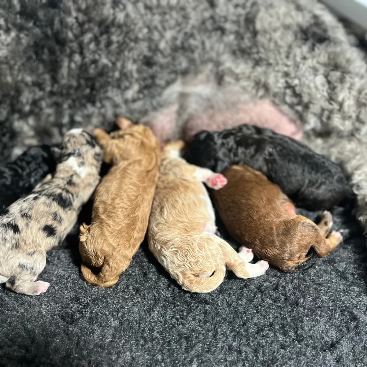 Martha x Teddy — Spring 2027 litter