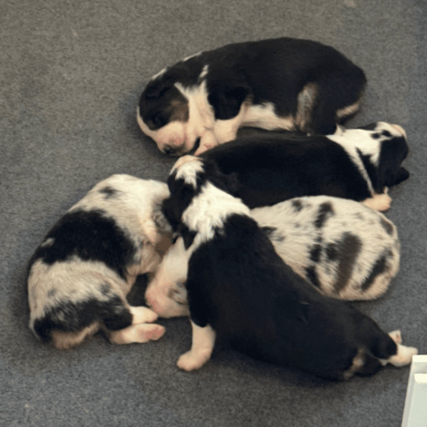 Rainstone Miniature American Shepherd litter
