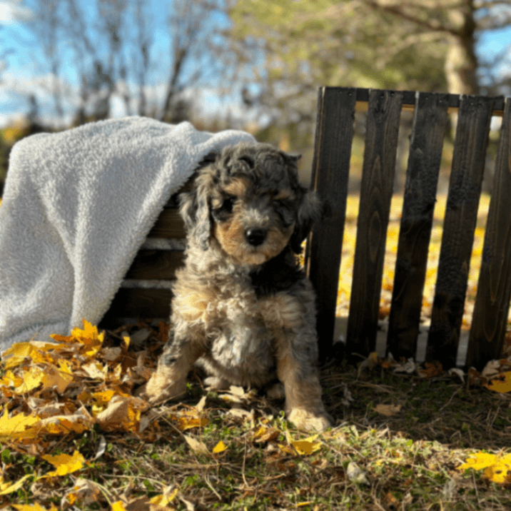 November Litter