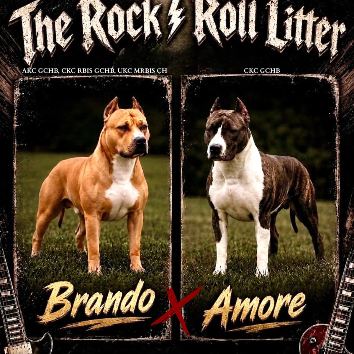 Fall 2026 American Staffordshire Terrier Litter