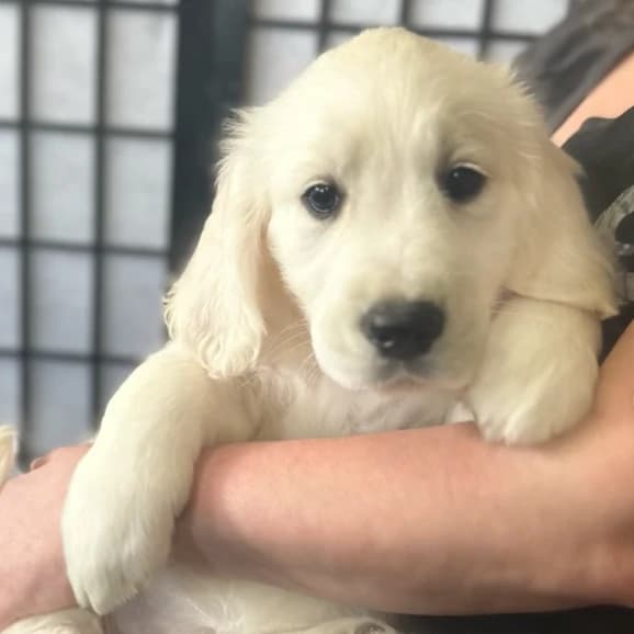 Golden retriever Puppies