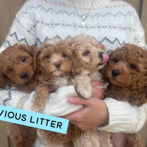 Casi and Sunny's Mini Goldendoodle Litter
