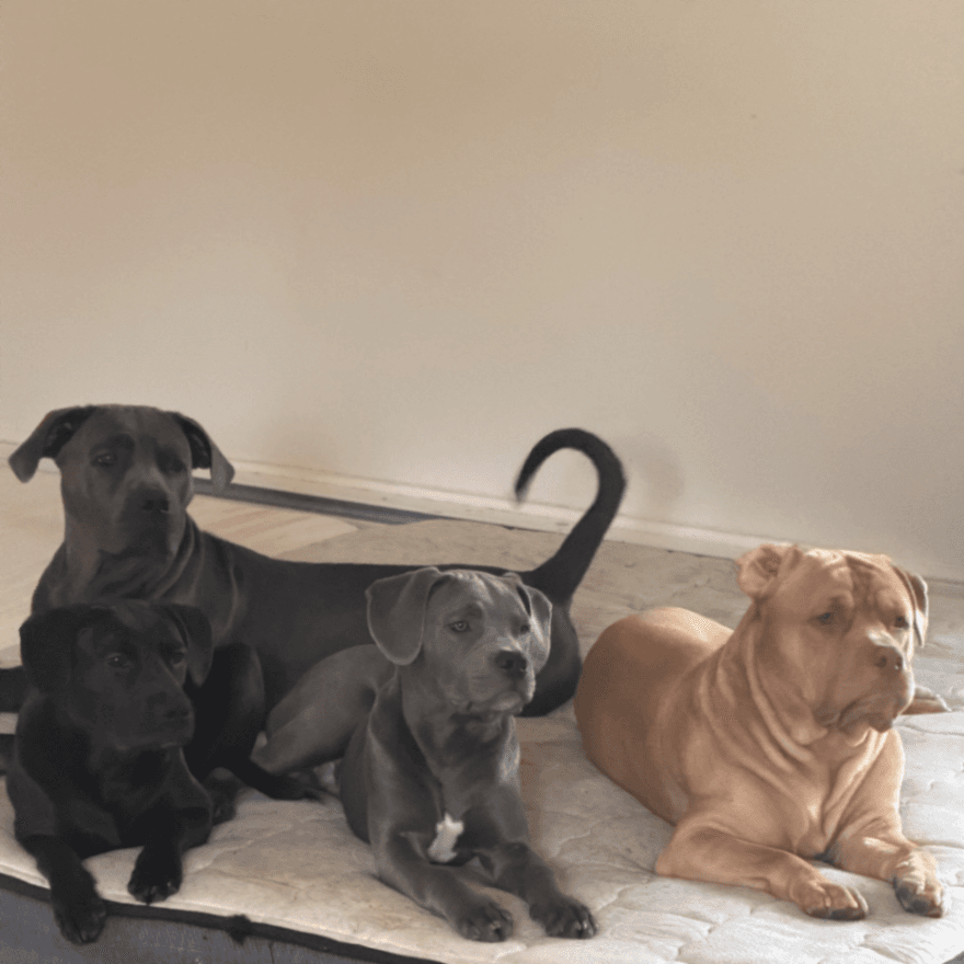 Puppies