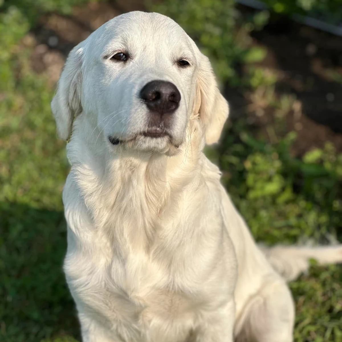 English Cream Golden Retrievers