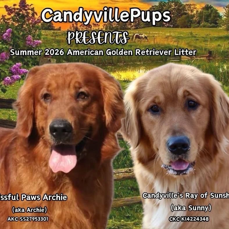 CKC American Golden Retriever Litter