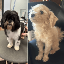 Delicate “Della” & Archie Malshipoo Waitlist