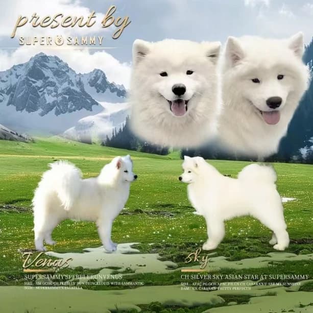 Champion line samoyed litter